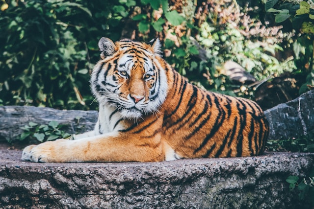 A photo of animals}}