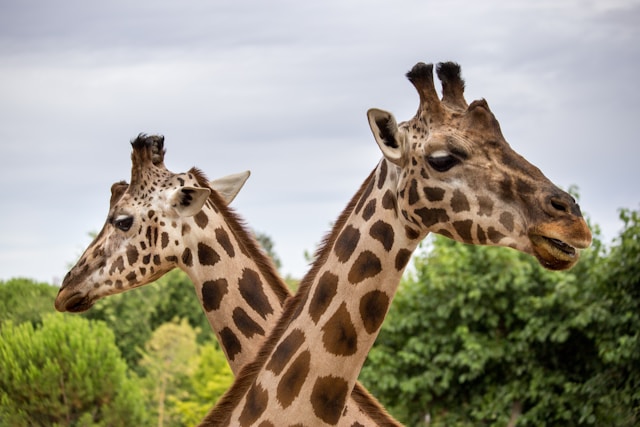 A photo of animals}}