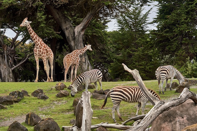 A photo of animals}}