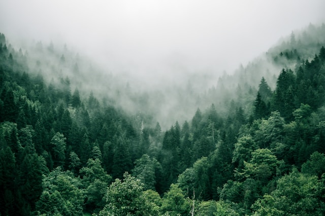 A photo of nature}}